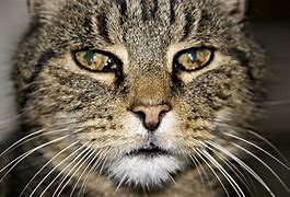 Image result for Cat Face Close Up Happy