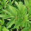 Image result for Paeonia officinalis rosea plena
