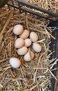 Image result for Oeufs CUIT Fecondes