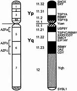 Image result for Y Chromosome Map