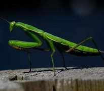 Image result for Deadly Mantis Kung Fu