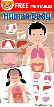 Image result for Free Human Body Printables