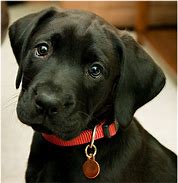 Image result for Lab Dog Puppies