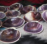 Image result for Quahog Shell