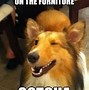 Image result for Funny Sunday Dog Memes