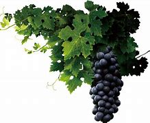 Image result for Grape Vine Supprort Post