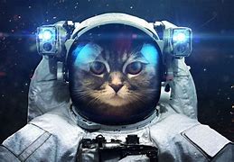 Image result for Kitten Space Cats Background
