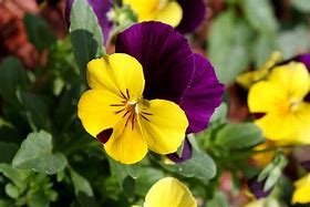 Image result for Diversy Sprint Flower