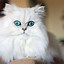 Image result for American Long Haired Cat