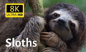Image result for Sloth 8K