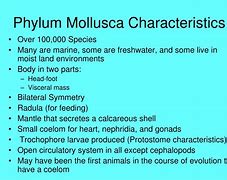 Image result for Molluscum Core