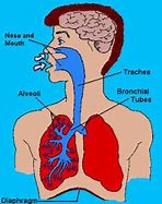 Image result for Lung Cancer Signs