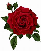 Image result for Roses Drawing Wallpaper iPhone