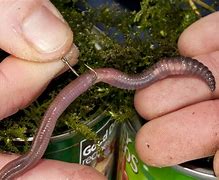 Image result for Worm On Hook Pic