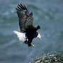 Image result for Bald Eagle Cut Out