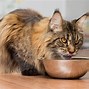 Image result for Best Cat Food for Maine Coon Cats