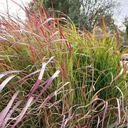 Image result for Miscanthus sinensis Purple Fall (r)
