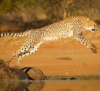 Image result for Cheetah Roaring