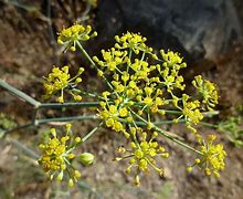 Image result for Foeniculum vulgare