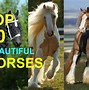 Image result for 20 Most Beautiful Horses