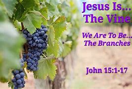 Image result for Vine and Branches Jesus and Followers