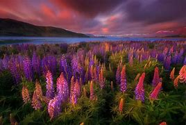 Image result for New Zealand Spring