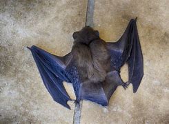 Image result for Purple Bat GIF