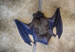 Image result for Cutest Bat