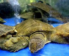 Image result for Pelochelys Trionychidae