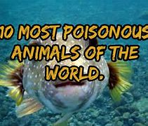Image result for The Most Poisonous Animals in the Entire Planet