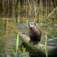 Image result for Swamp Otter