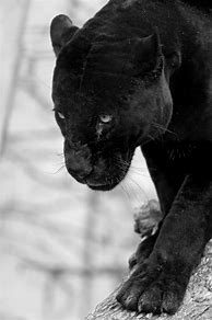 Image result for Black Panther Cat Pictures