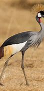 Image result for Crowned Crane Animal