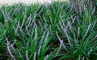 Image result for Liriope muscari  Evergreen Giant