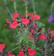 Image result for Salvia greggii ARCTIC BLAZE Dark red