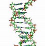 Image result for DNA Organization