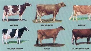 Image result for Types of Dairy Cows in Kenya