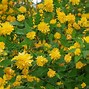 Image result for Kerria japonica