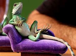 Image result for Chillin Animals
