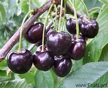 Bilderesultat for Prunus avium Regina