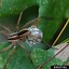 Image result for spiders identification by sizes