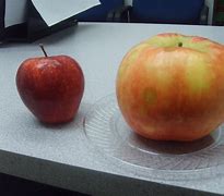Image result for gala apple vs honey crisp