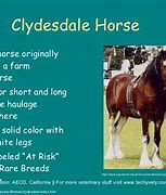Image result for Thessalian Horse Breed