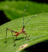 Image result for Baby Cricket Insect