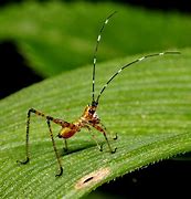 Image result for Green Cricket Animal