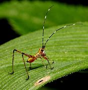 Image result for Cricket Spider Looking Bug