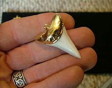 Image result for Great White Tooth