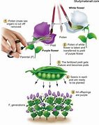 Image result for Many Pea Seeds Experiment