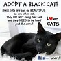 Image result for Black Cat Luck Meme
