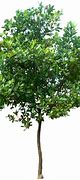 Image result for Apple Tree without Apple's